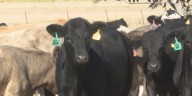 Trump beef import comments worry Central Texas ranchers