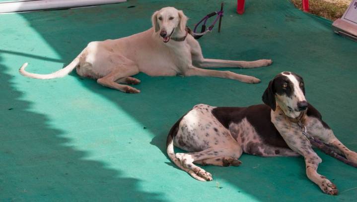 First time training of Indian dog breeds for heli-borne commando ops, river rafting