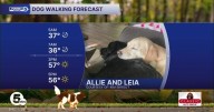 Frosty dog walking forecast for October 27