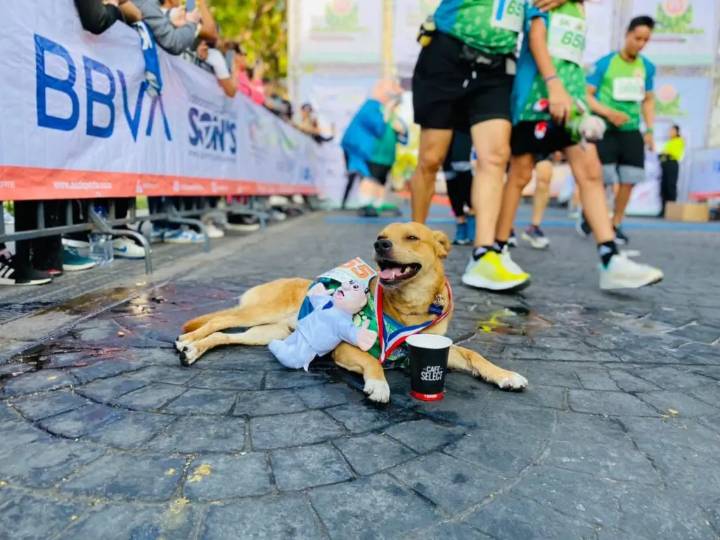 Fallece “Chicles”, el perro maratonista de Tijuana, por presunto envenenamiento