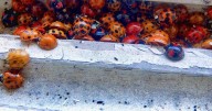 Ladybirds 'carrying STDs' invade UK homes as people share horror at 'plague'