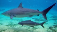 Un tipo de tiburón del Mediterráneo hasta ahora inofensivo mata a un buceador: es el primer ataque registrado