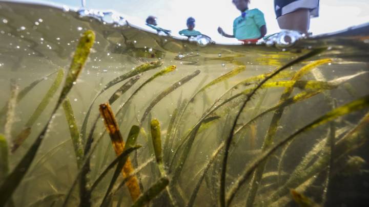 Local students study seagrass recovery in Tampa Bay