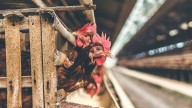 ‘Simply scandalous’: Report exposes how factory farming worsens world food waste