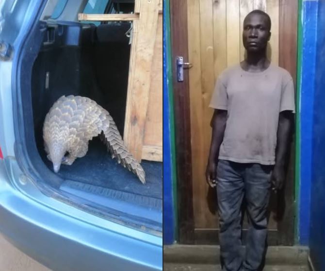 Man Arrested for Illegal Possession of Live Pangolin in Lilongwe