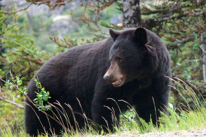 Conservation officers investigating after hand-fed bear 'destroyed' in Chilliwack