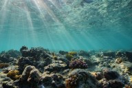 California passes law to phase out gillnet fishing in state waters to protect underwater wildlife