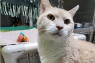 Pet of the Week: Hunter
