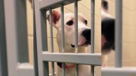 Devastated Pup Returned To Pennsylvania Shelter Twice Finally Finds The Family Who Stays