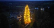 The lesser known alternative to Kew Garden's festive trail - with one of UK's biggest Christmas trees
