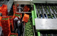 En México, los satélites sirven para cuidar los bosques ante la explotación de aguacates