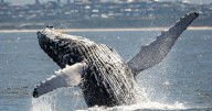 Getting mugged: the South Coast's ultimate whale watching experience