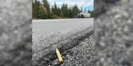 Officers Investigating Moose Poaching Incident on Northern Peninsula