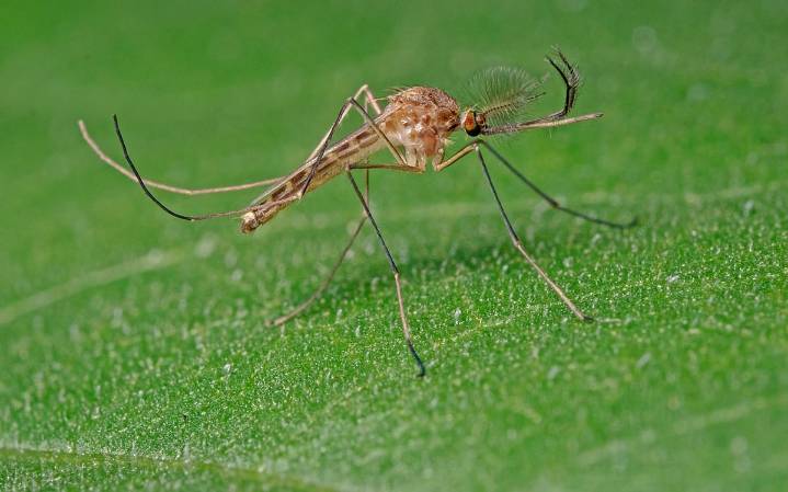 Iceland: Mosquitoes discovered in the land of fire and ice