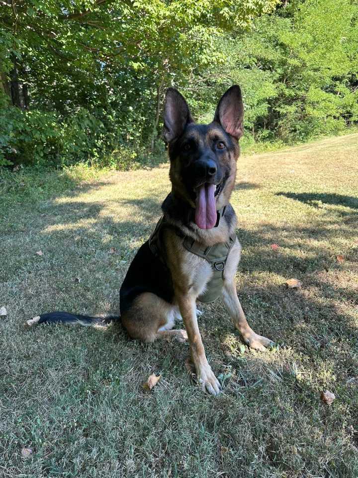 Police dog finds 2 missing 11-year-old kids deep in national forest