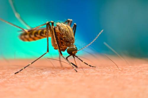 New York confirms 1st locally acquired case of chikungunya virus in 6 years in US