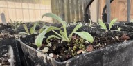 Nonprofit educating community on revitalizing Las Vegas Valley with native plants
