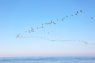 Millions of Birds Are Migrating — Here’s How To Help Keep Them Safe