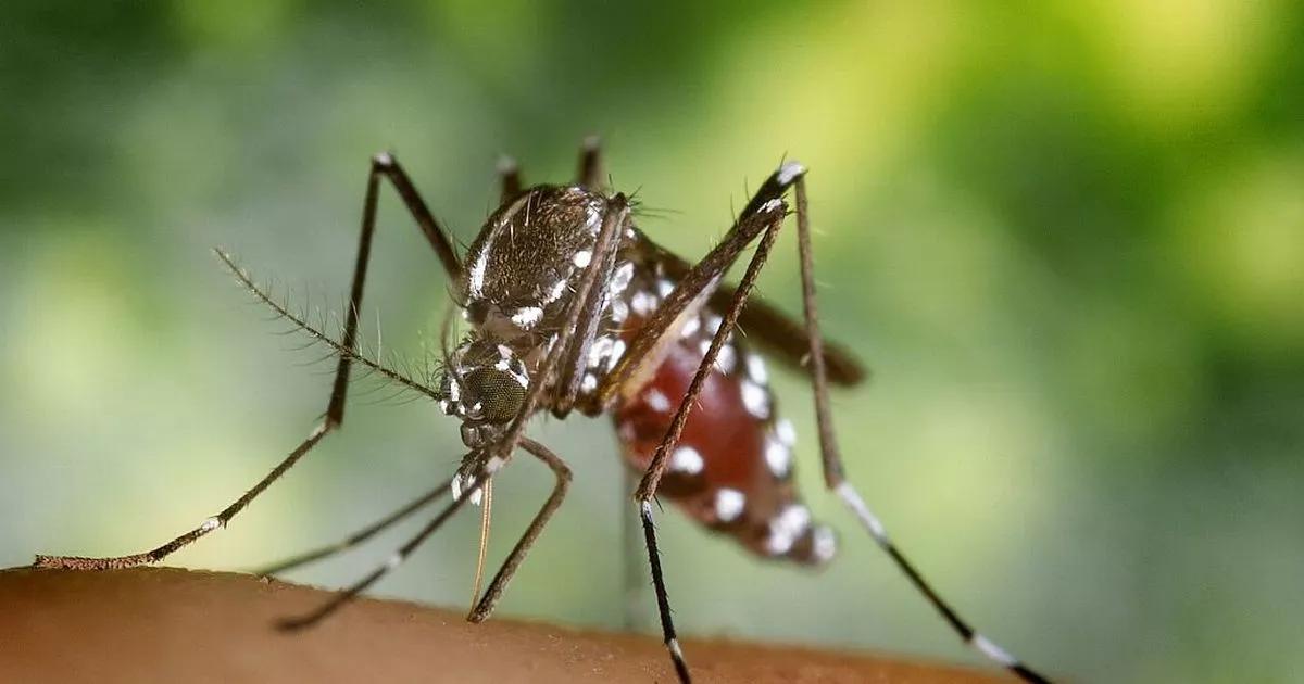 Killer mosquitoes which spread deadly diseases coming to Britain, experts warn