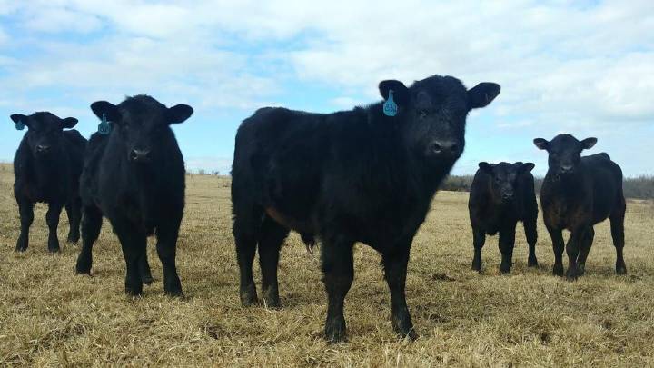 Missouri cattle farmers displeased with incoming beef imports