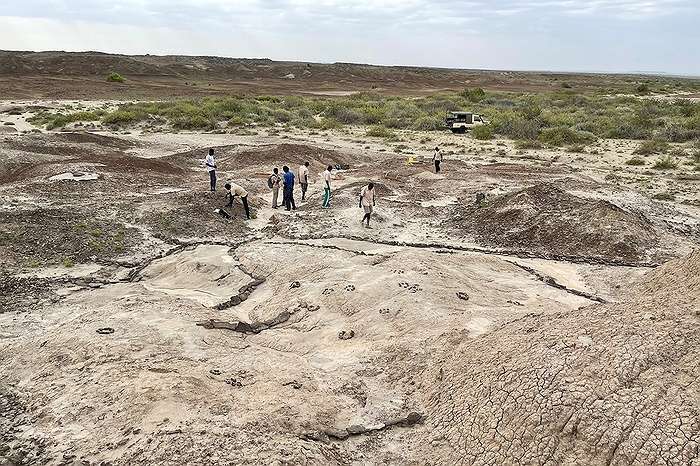 Stony Brook University: New Fossil of an Ancient Human Relative Shows it Could Grip and had Surprising Dexterity