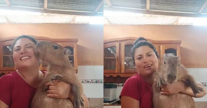 Mujer en Perú se vuelve viral por bailar alegremente con su capibara en la cocina.