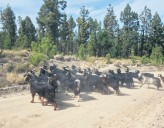 Las ‘cabras bombero’ limpian por primera vez pistas y senderos forestales en Los Realejos