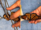Monarch butterfly gets new lease on life after wing repaired