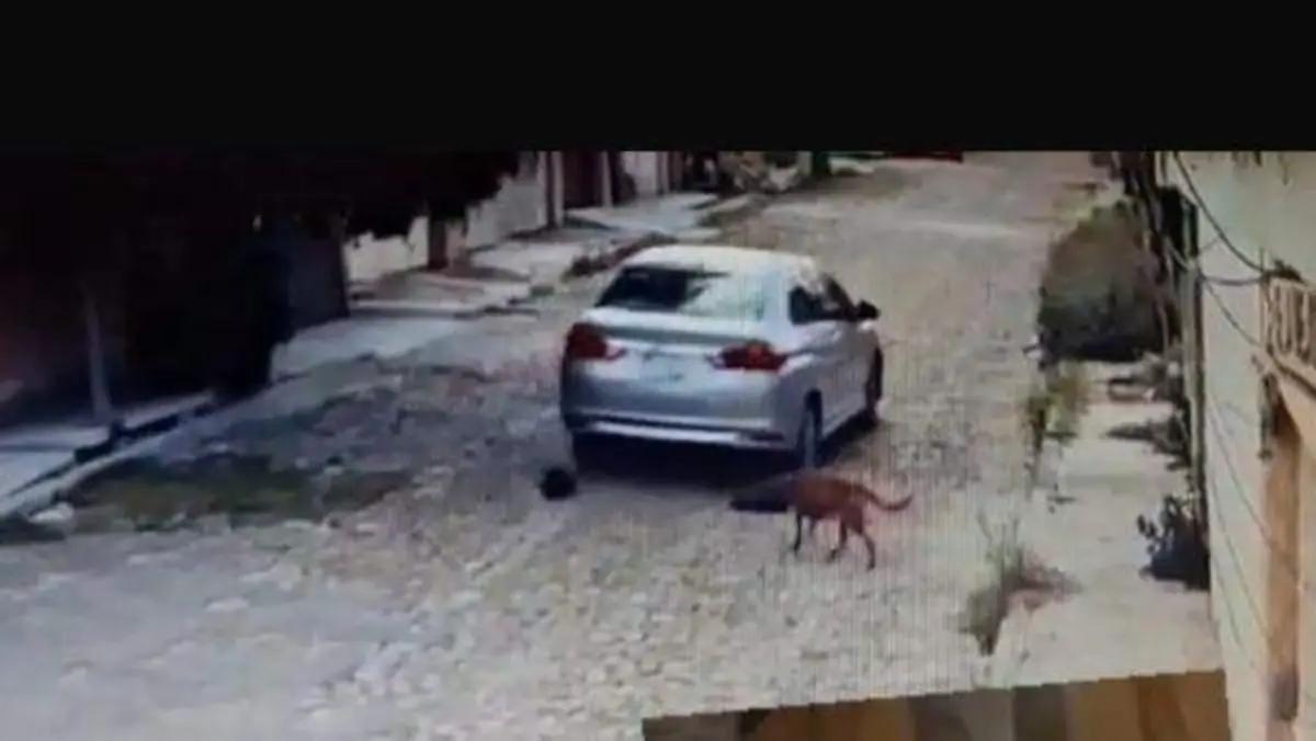 Pide Cuidado Animal dar información sobre agresor de perros