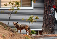 N.J. woman, dog attacked by coyote in backyard, officials say