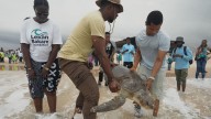 Conservation group rescues sea turtles caught in nets at Nigerian coastal city and rewards fishermen