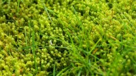 Gardeners are being urged to sprinkle baking soda on the lawn this October
