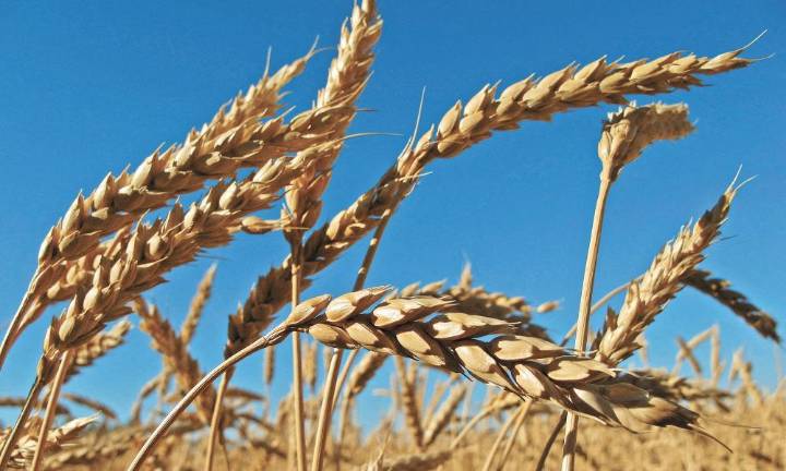 Molinos del Fénix registra bajo crecimiento de líneas de productos