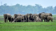 Assam: Wild Elephants Return Home as Nature Heals in Goalpara’s Paikan Reserved Forest