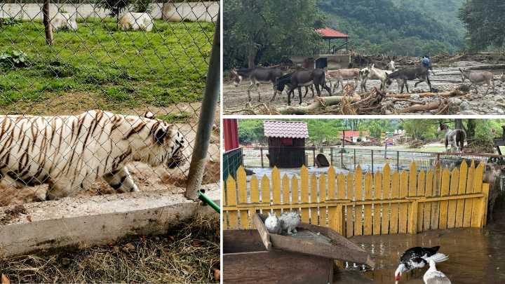 Hallan sin vida al tigre de bengala fugado del zoológico propiedad del alcalde de Xicotepec