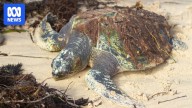 Sick sea turtle rescued from algal bloom recovering at Adelaide Zoo