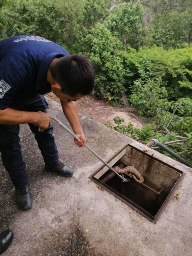 Rescatan a boa constrictor en Huatulco