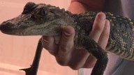 Fáfnir, the Belle Isle alligator, has a new home