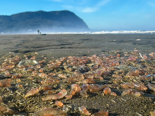 Sea cucumbers wash ashore by the thousands in a coastal Oregon town