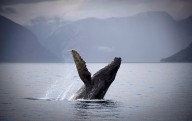 Whale watch firm ‘devastated,’ says its boat could have hit humpback later found dead