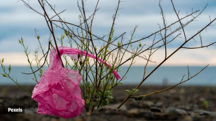 India to assess extinction risk of 11,000 wildlife and plant species, prepare ‘red list’