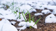 Plant This Winter Ground Cover Crop In Fall For Healthier Garden Soil Come Spring