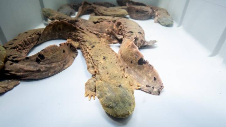 Columbus Zoo, The Wilds release over 100 endangered giant salamanders in eastern Ohio