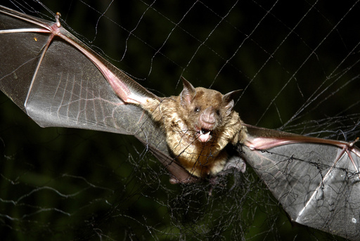 How tiny drones inspired by bats could save lives in dark and stormy conditions