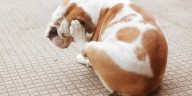 Aunque tu perro no se rasque, podría tener pulgas y parásitos sin que lo notes: veterinario comparte claves para proteger su salud