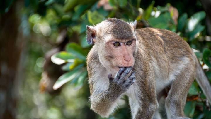 Alerta en EE. UU. | Buscan a monos presuntamente infectados de covid, herpes y hepatitis que escaparon tras accidente de tránsito