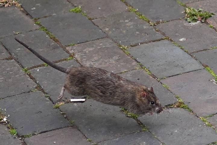 Rat-astrophe: Claims for rodent-related vehicle damage on the rise, says insurer