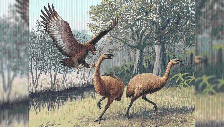 Haast's Eagle: The Largest Eagle To Ever Live Had A 3-Meter Wingspan And Feet The Size Of Tiger Paws