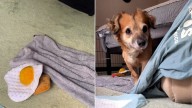 New York Dog Rescued From Hoarding Case Learns To Trust One Step At A Time