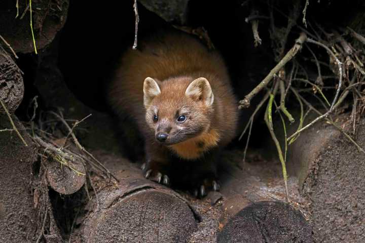 Release the beasts! The Country Life Quiz of the Day, October 10, 2025